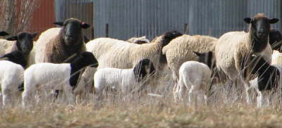 IMG_0550_cropped
