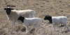 db_db_Dorper_Ewe_and_Twins11