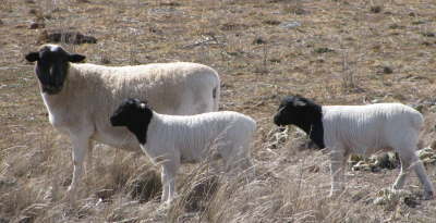 db_db_Dorper_Ewe_and_Twins11