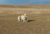 db_db_Ewe_with_Twins11