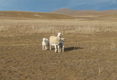db_db_Ewe_with_Twins11