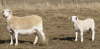db_db_Nice_Ewe_and_Lamb11
