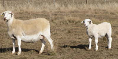 db_db_Nice_Ewe_and_Lamb11