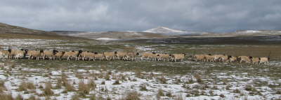 db_db_snow11